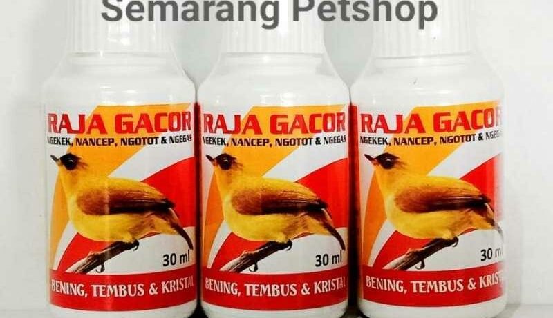 Agen Gacor Terbaik untuk Mendapatkan Suara Burung yang Gacor